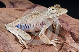 Blue-flanked tree frog