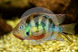 Blue Flash cichlid aquarium fish thorichthys aureus