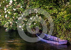 Blue flat bottomed boat or Nego chin  in a river. tied up to flowering tree. L isle sur la sorgue France