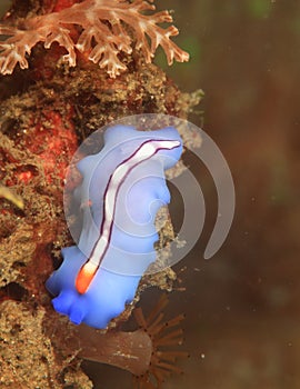 Blue flat worm