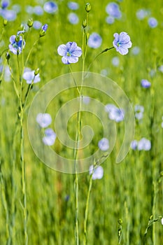 Blue flax field closeup at spring shallow depth of field