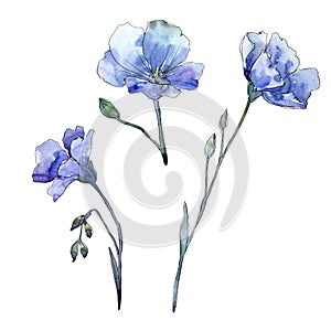 Blue flax. Floral botanical flower. Wild spring leaf wildflower isolated.