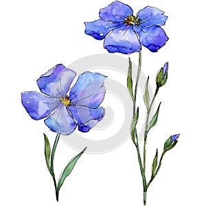 Blue flax. Floral botanical flower. Wild spring leaf wildflower isolated.