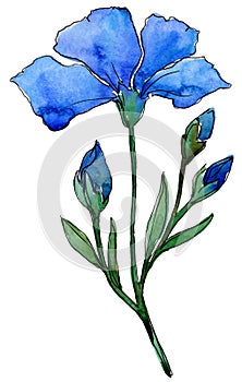 Blue flax. Floral botanical flower. Wild spring leaf wildflower isolated.