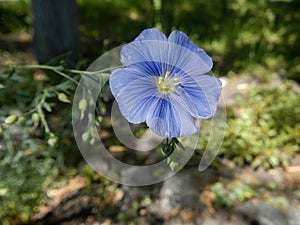 The blue flax flower close-up