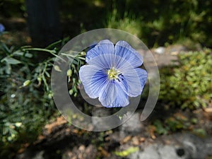 The blue flax flower close-up