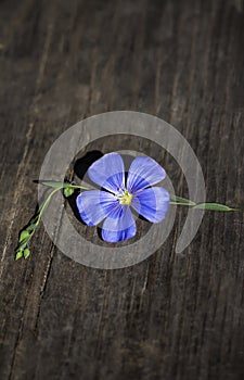 Blue flax flower close-up on an old wooden board ,vertical