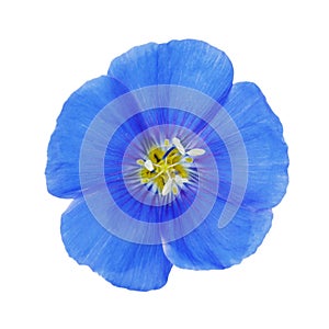 Blue flax flower isolated on white background