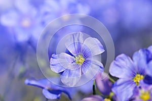 Blue Flax flower  Linum austriacum