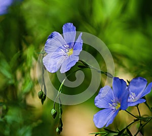 A Blue Flax Flower closeup with a soft garden background photo