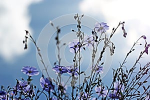 Blue flax flowers against the sky