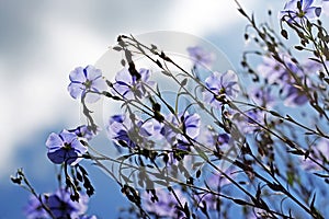 Blue flax flowers against the sky