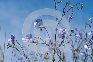 Blue flax flowers close up by blue sky