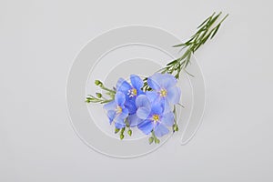 Blue Flax flowers isolated on white backgrounds.