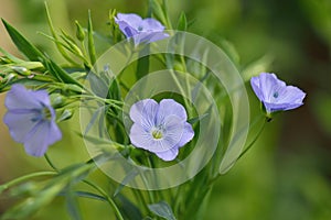 Blue Flax Flowers, Linum usitatissimum