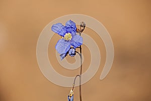 Blue Flax ( Heliophila coronopifolia) 12036