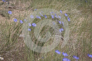 Blue Flax Linum lewisii Wildflower Plant