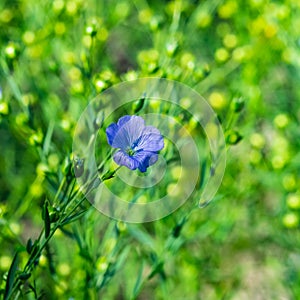 Blue flax or Linum usitatissimum flower close-up with bokeh background, selective focus, shallow DOF photo