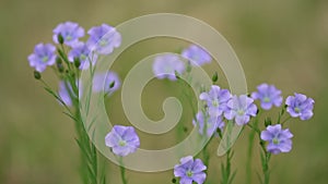 Blue flax plant. Flax flowers in the wind. farming culture.