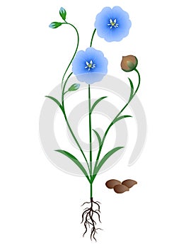 Blue flax plant with seeds on a white background.