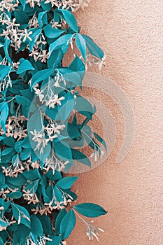 Blue flora. Beautiful decorative background with leaves and flowers of jasmine. Floral border, copy space
