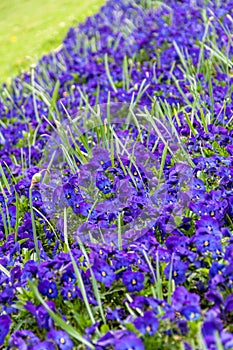 Blue flourished flower in the garden during the day photo