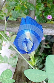 blue flowe