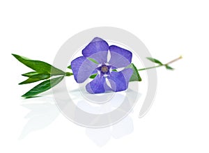 Blue flower