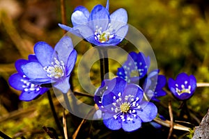 Blue flower