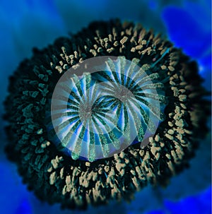 Blue flower