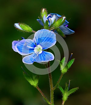 Blue flower