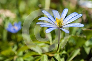 Blue Flower