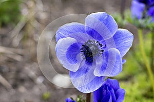 Blue flower