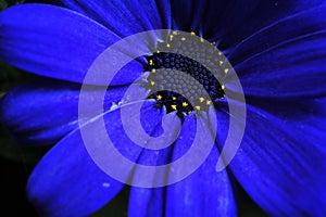 Blue flower