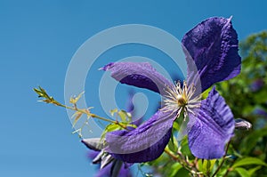 blue flower of ampelopsis - creeper flower