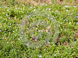 Blue flower Anagallis foemina