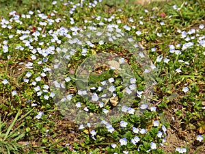 Blue flower Anagallis foemina