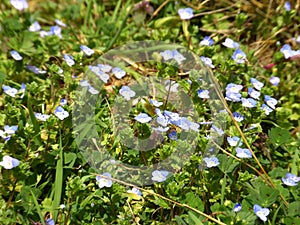 Blue flower Anagallis foemina