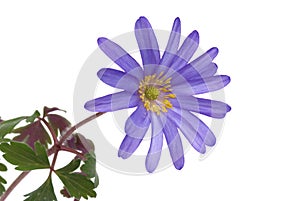 Blue flower anemone blanda