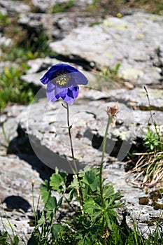 Blue flower of Aquilegia Close up