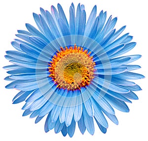 Blue flower aster alpine isolated on white background