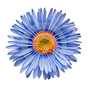 Blue flower aster alpine isolated on white background