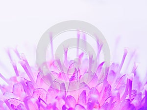 Blue Flower Background