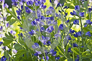 Blue flower Baptisia Australis close-up