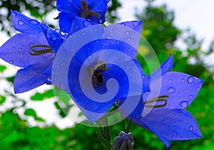 Blue flower is a bell growing in the mountains.