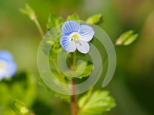Blue flower of birdeye speedwell