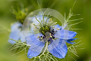Blue flower of black caraway seeds on a blurry background in the garden