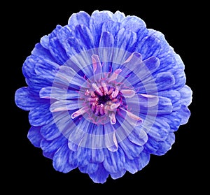 Blue flower, black isolated background with clipping path, Closeup no shadows;