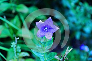 Blue flower bloom blooming in the summer backyard garden photo