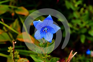 Blue flower bloom blooming in the summer backyard garden photo